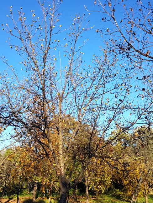 Carya illinoinensis (Pacanier) : fruits du cultivar Carlson 3 (2 décembre).