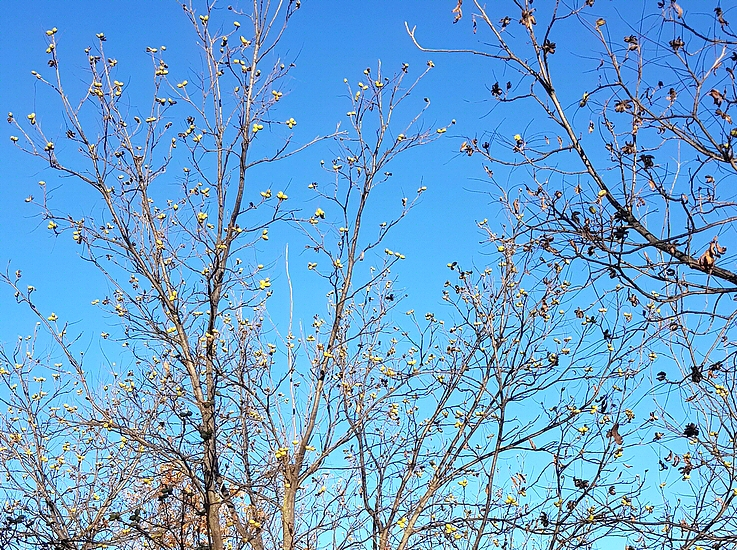 Carya illinoinensis (Pacanier) : fruits du cultivar Carlson 3 (2 décembre).
