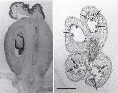 Fleur de C. edulis de type III : coupe longitudinale de l'ovaire (à gauche) et coupe transversale d'une anthère.