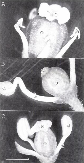 Fleur de Casimiroa edulis : type I (A), type II (B), type III (C).