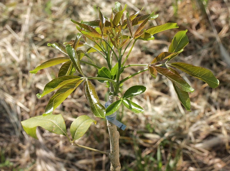 Casimiroa edulis : greffe de la variété Cuccio sur un franc de deux ans.