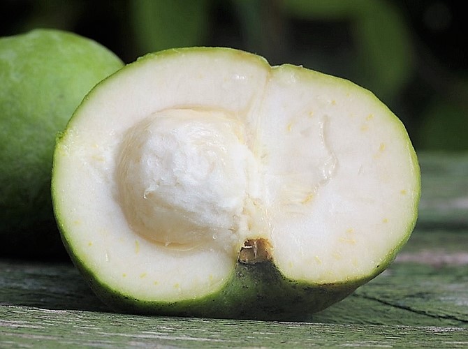 Casimiroa edulis : coupe transversale d'un fruit avec plusieurs noyaux.