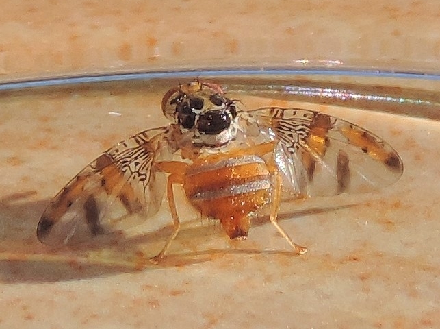 Ceratitis capitata Wiedemann : femelle.