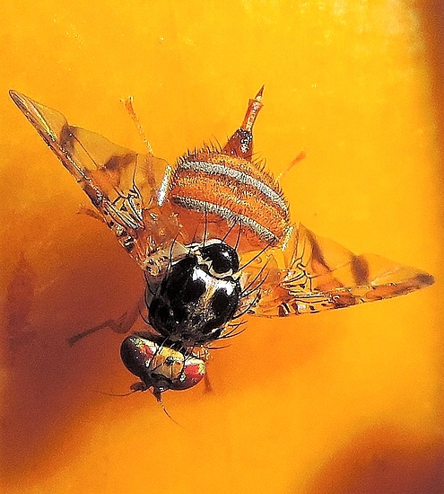 Ceratitis capitata Wiedemann : femelle avec ovipositeur sort