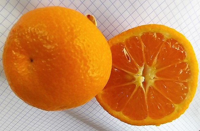 Mandarine Satsuma �Dobashi Beni� : stade de maturit� 2 (�piderme orange).