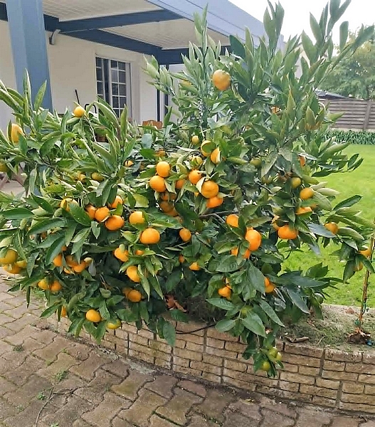 Satsuma �Okitsu� (Cou�ron, Loire-Atlantique, d�cembre 2024).