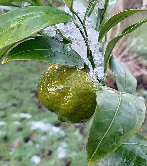 Fruit gel� de Satsuma �Okitsu� (froid bref de -8 �C).