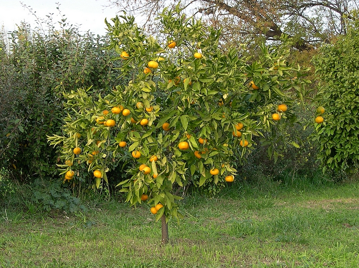 Satsuma �Owari' (r�gion de Toulon, d�cembre).