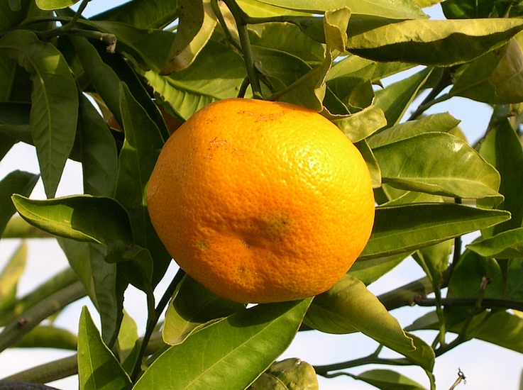 Mandarine Satsuma �Owari� m�re.