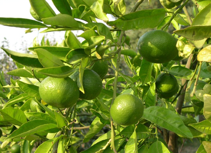 Satsuma �Owari' : fruits immatures.