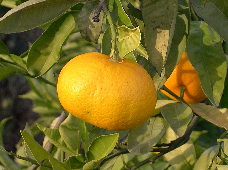 Mandarine Satsuma �Owari� m�re.