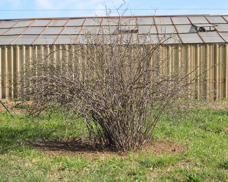 Ribes odoratum 'Black Giant Missouri' : aspect d'une touffe de 20 ans en fin d'hiver (1,80 m de hauteur).