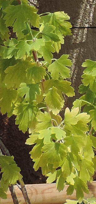 Ribes odoratum 'Black Giant Missouri' : feuillage d'une jeune touffe, p�li par le plein soleil estival.