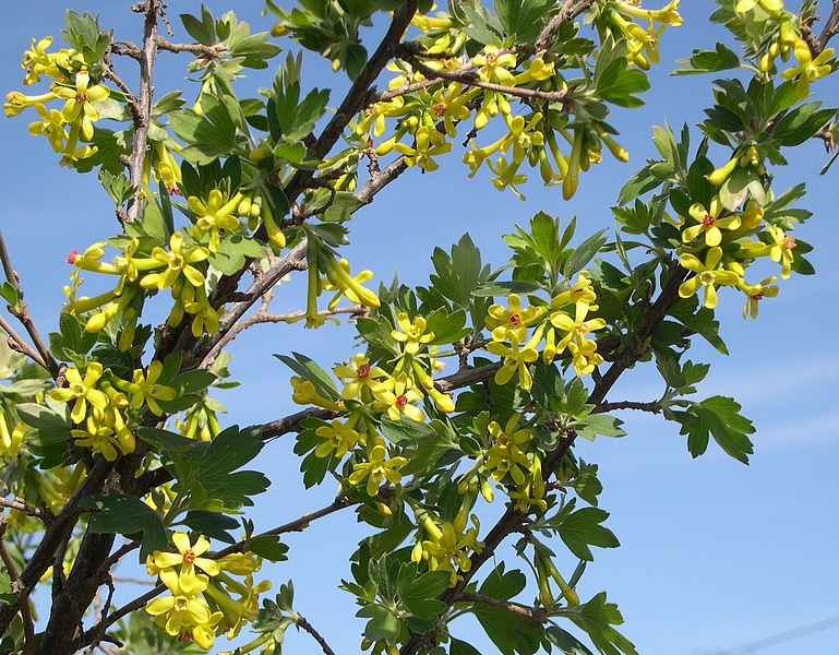 Ribes odoratum 'Black Giant Missouri' : floraison.
