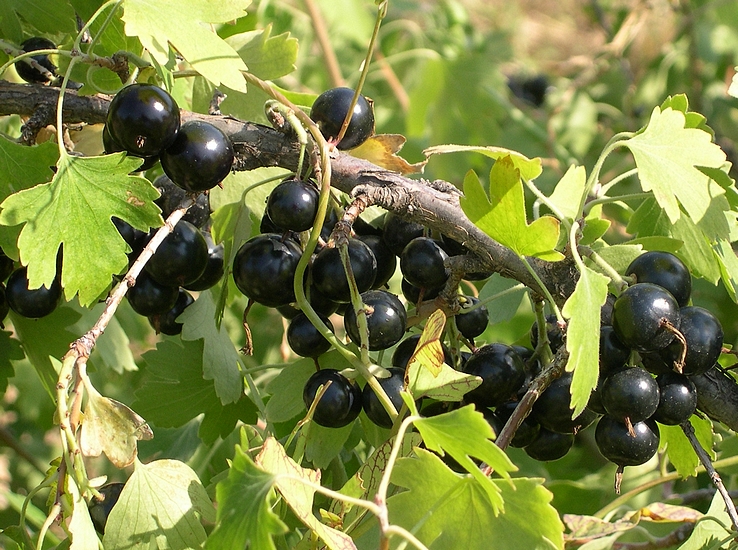 Ribes odoratum 'Black Giant Missouri' : fruits m�rs.
