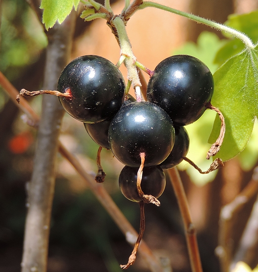 Ribes odoratum 'Black Giant Missouri' : fruits m�rs.
