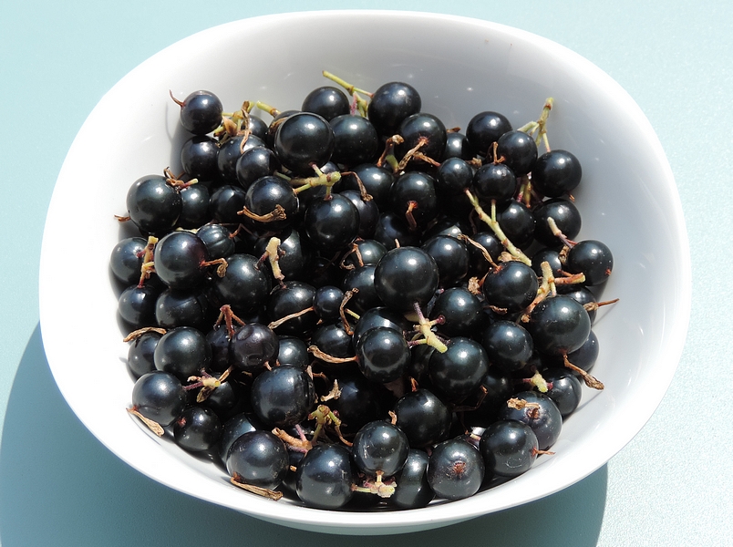 Ribes odoratum 'Black Giant Missouri' : r�colte.
